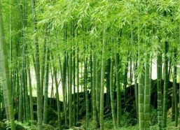 娱乐吃瓜酱竹子的生长速度,吃瓜酱竹子成焦点