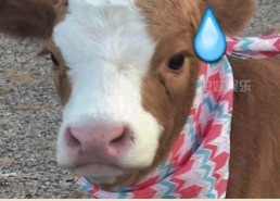 娱乐吃瓜酱狗窝,娱乐圈背后的真实故事